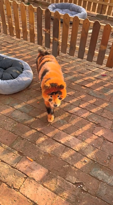 สวนสัตว์จีน สวนสัตว์จีน