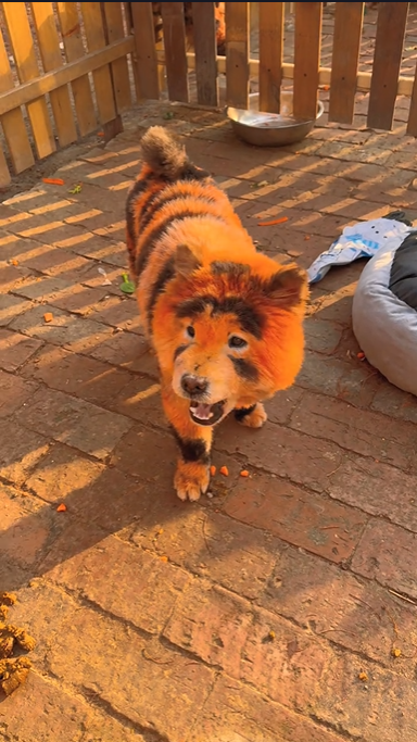 สวนสัตว์จีน สวนสัตว์จีน