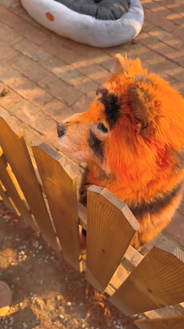 สวนสัตว์จีน สวนสัตว์จีน