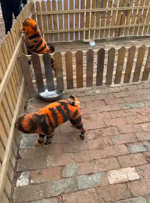 สวนสัตว์จีน สวนสัตว์จีน