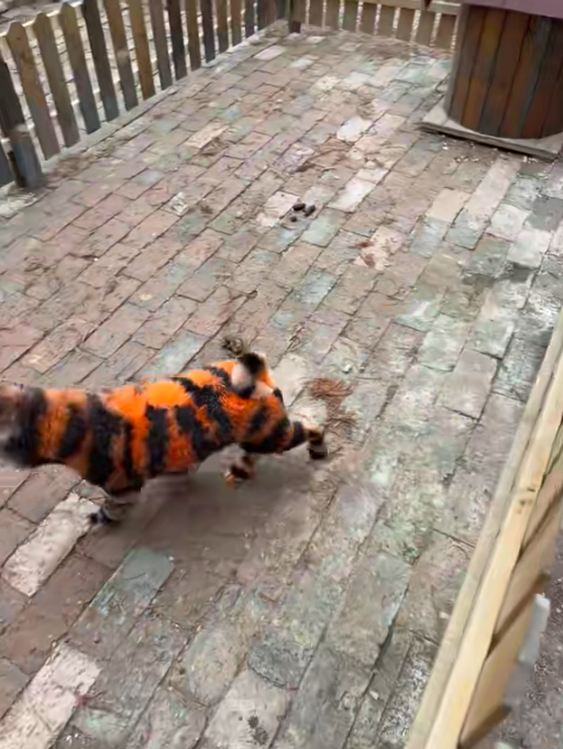 สวนสัตว์จีน สวนสัตว์จีน