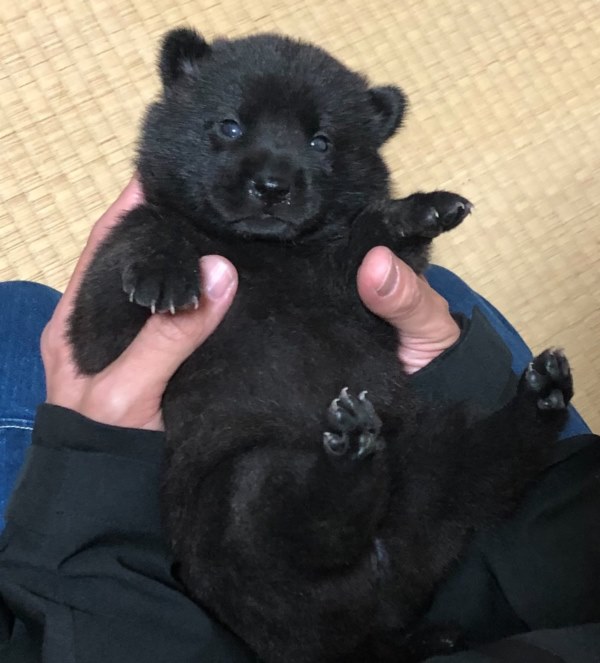 ภาพไวรัลลูกหมาตัวน้อย ภาพไวรัลลูกหมาตัวน้อย