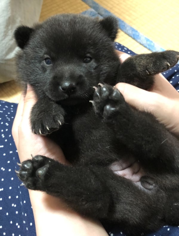 ภาพไวรัลลูกหมาตัวน้อย ภาพไวรัลลูกหมาตัวน้อย