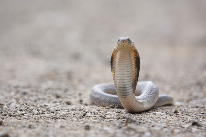 ชายยั่วงูพิษร้ายถูกฉกถึงตาย หนีผิดหลังส่อโดนคุกยาว อึ้งเลี้ยงงู 60 ตัวในบ้าน ชายยั่วงูพิษร้ายถูกฉกถึงตาย หนีผิดหลังส่อโดนคุกยาว อึ้งเลี้ยงงู 60 ตัวในบ้าน