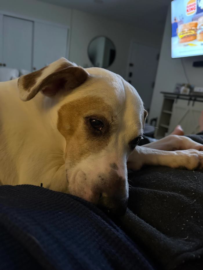 ความลับ 8 ปี หมาตัวนี้เหลือเชื่อมาก ความลับ 8 ปี หมาตัวนี้เหลือเชื่อมาก