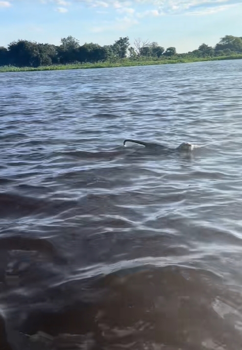 เสือจากัวร์ เสือจากัวร์