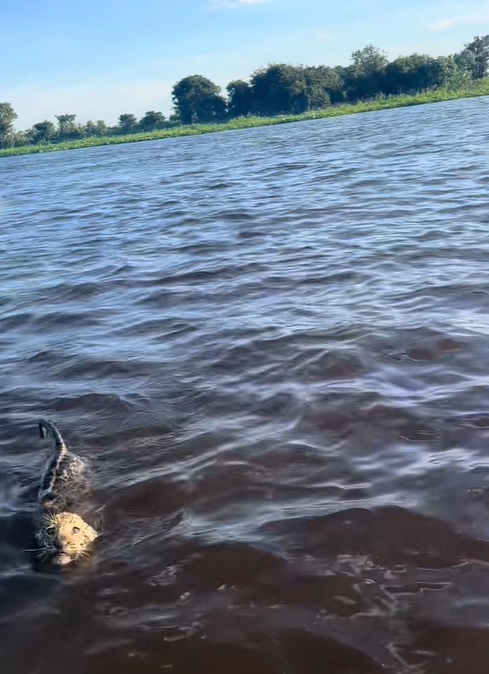 เสือจากัวร์ เสือจากัวร์