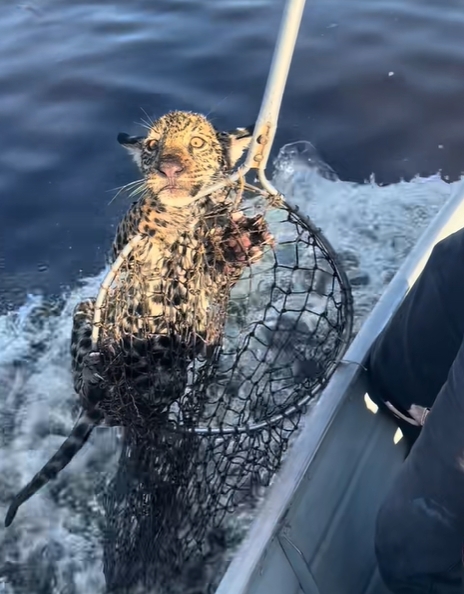 เสือจากัวร์ เสือจากัวร์