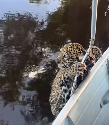 เสือจากัวร์ เสือจากัวร์