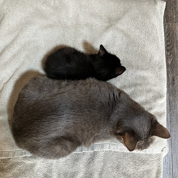 แมวงอก แมวงอก