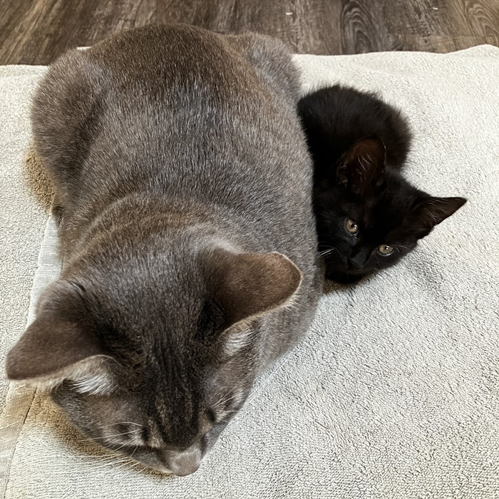 แมวงอก แมวงอก