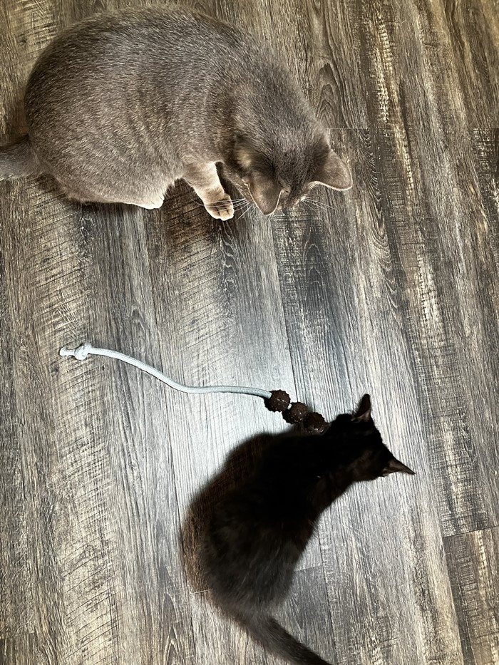 แมวงอก แมวงอก