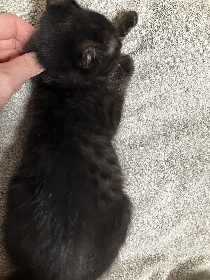 แมวงอก แมวงอก