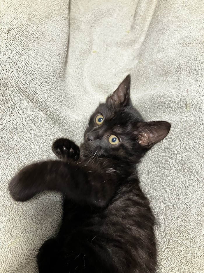 แมวงอก แมวงอก