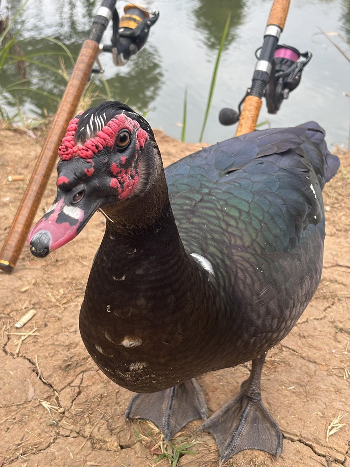 เป็ดเทศ เป็ดเทศ