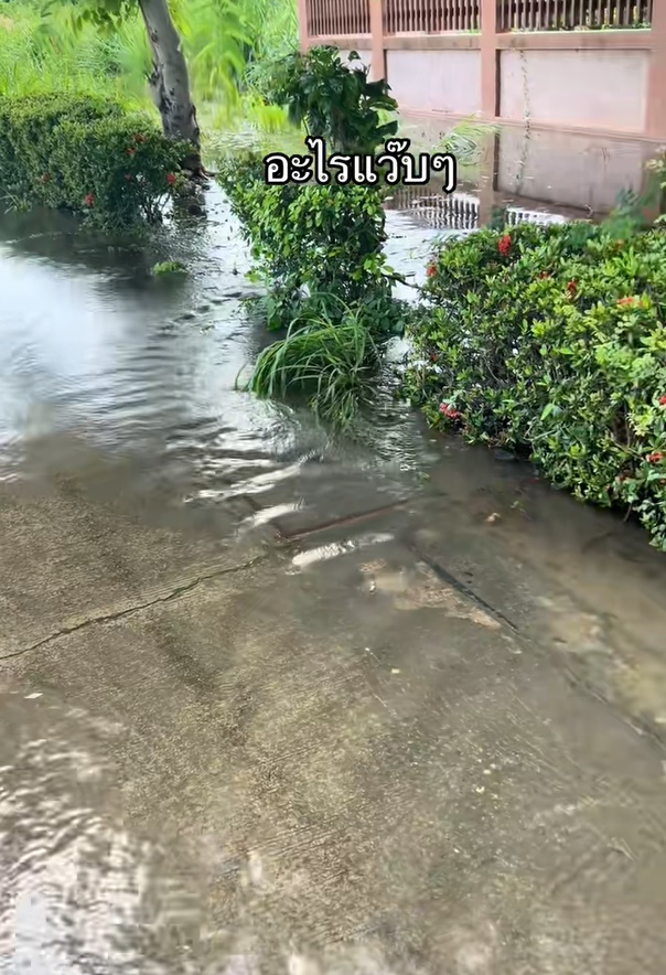 ปลาดุกหรือปลาช่อน อาหารใหม่ใกล้ฉัน ปลาดุกหรือปลาช่อน อาหารใหม่ใกล้ฉัน