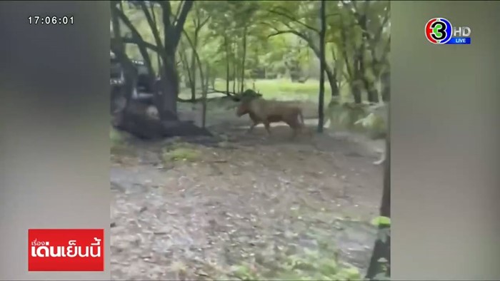 สิงโตทำร้ายเจ้าหน้าที่ สิงโตทำร้ายเจ้าหน้าที่