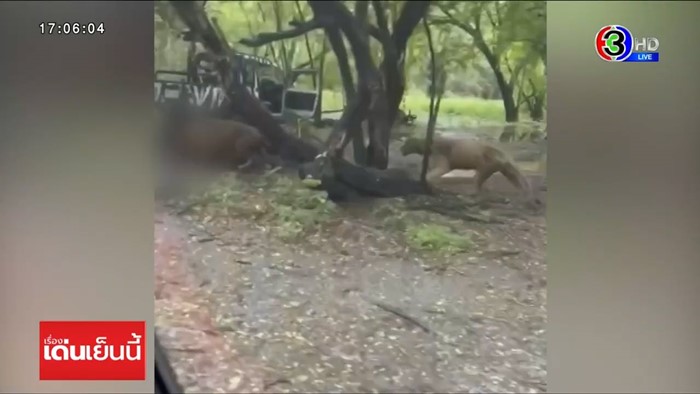 สิงโตทำร้ายเจ้าหน้าที่ สิงโตทำร้ายเจ้าหน้าที่