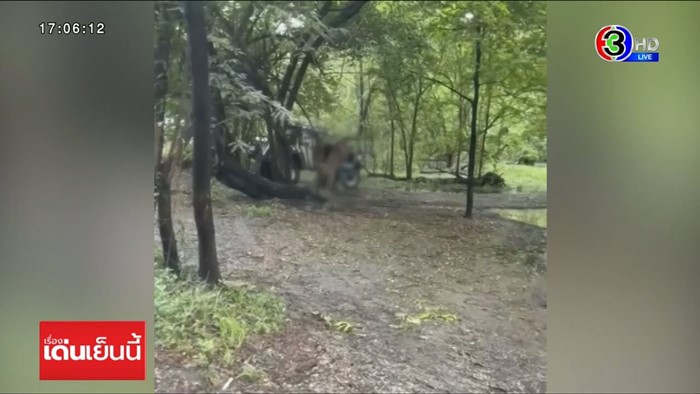 สิงโตทำร้ายเจ้าหน้าที่ สิงโตทำร้ายเจ้าหน้าที่