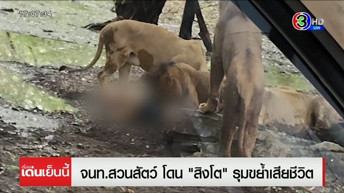 สิงโตทำร้ายเจ้าหน้าที่ สิงโตทำร้ายเจ้าหน้าที่
