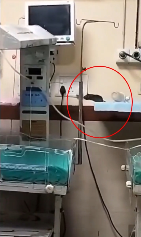 หนูกัดเด็กดับ 2 ชีวิต ในห้องอภิบาลทารก ! หนูกัดเด็กดับ 2 ชีวิต ในห้องอภิบาลทารก !