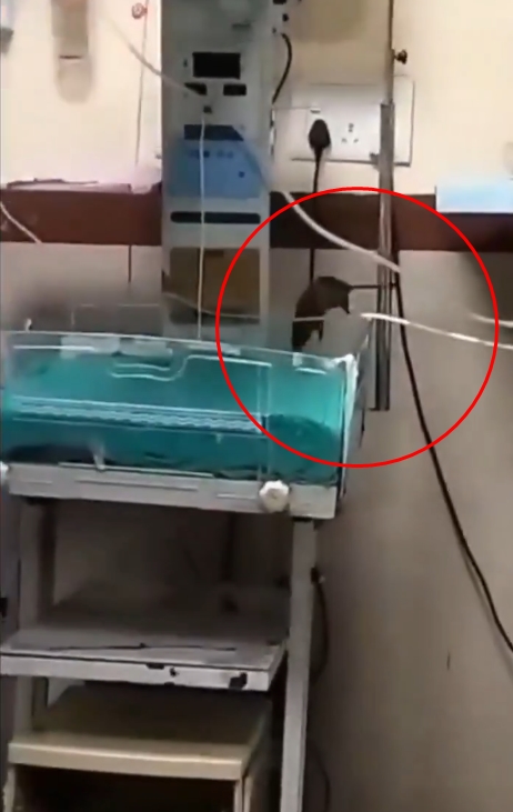 หนูกัดเด็กดับ 2 ชีวิต ในห้องอภิบาลทารก ! หนูกัดเด็กดับ 2 ชีวิต ในห้องอภิบาลทารก !