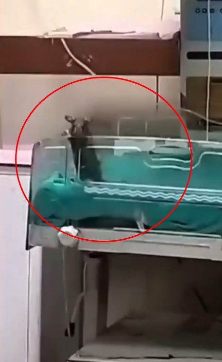 หนูกัดเด็กดับ 2 ชีวิต ในห้องอภิบาลทารก ! หนูกัดเด็กดับ 2 ชีวิต ในห้องอภิบาลทารก !