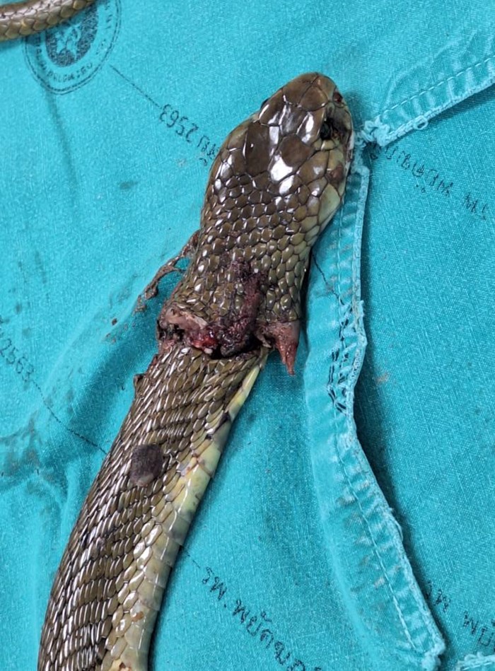 ชายถูกงูพ่นพิษเข้าตา 2 ข้าง ชายถูกงูพ่นพิษเข้าตา 2 ข้าง