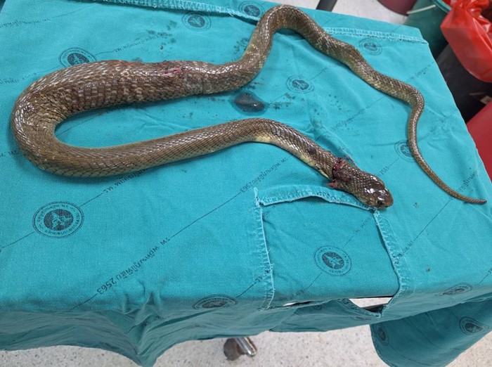 ชายถูกงูพ่นพิษเข้าตา 2 ข้าง ชายถูกงูพ่นพิษเข้าตา 2 ข้าง