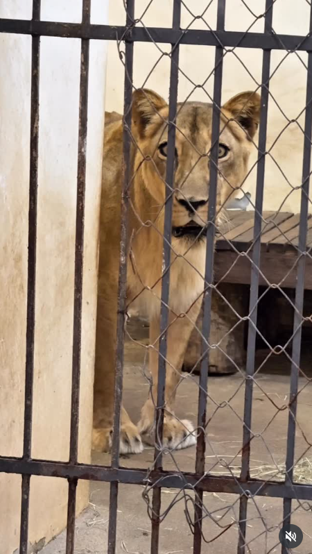 สิงโตขย้ำหนุ่ม ดับคาสวนสัตว์ สิงโตขย้ำหนุ่ม ดับคาสวนสัตว์