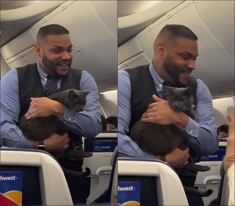 แมวขึ้นเครื่องบิน แมวขึ้นเครื่องบิน