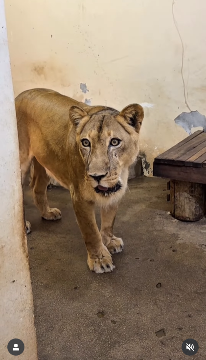 สิงโตขย้ำหนุ่ม ดับคาสวนสัตว์ สิงโตขย้ำหนุ่ม ดับคาสวนสัตว์