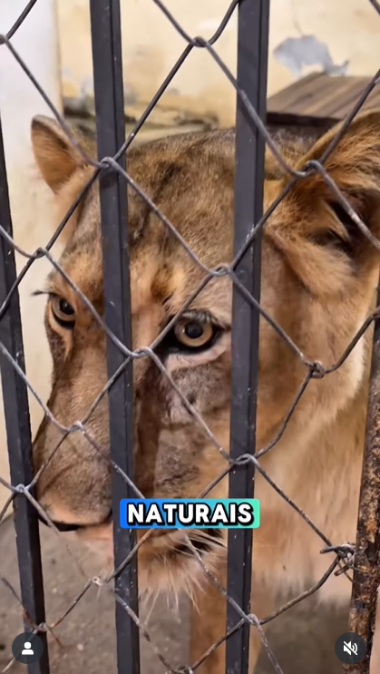 สิงโตขย้ำหนุ่ม ดับคาสวนสัตว์ สิงโตขย้ำหนุ่ม ดับคาสวนสัตว์