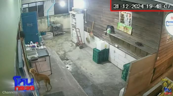 ดราม่า หมาหาย ดราม่า หมาหาย