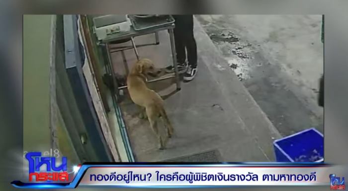 ดราม่า หมาหาย ดราม่า หมาหาย