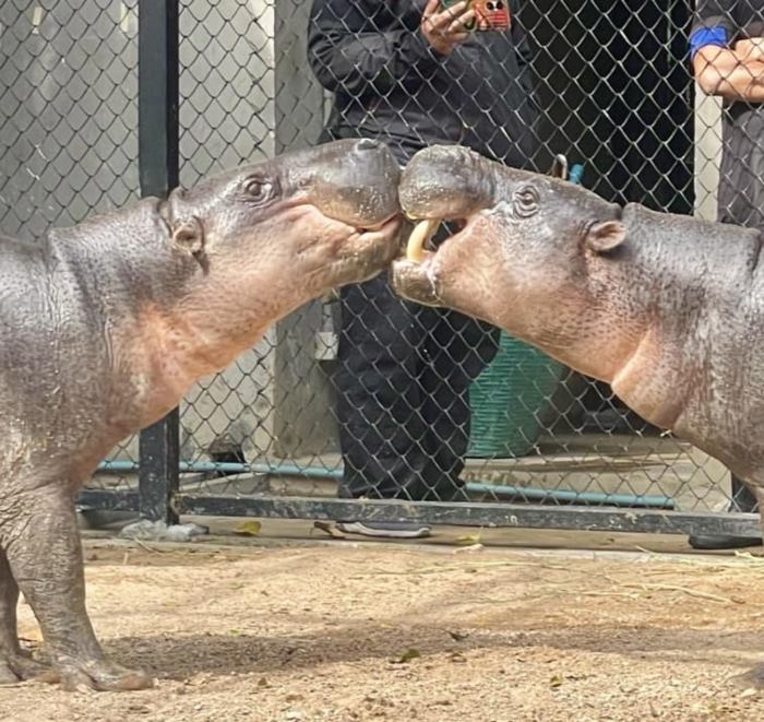 งานแต่งงาน หมูตุ๋น หมูมะนาว งานแต่งงาน หมูตุ๋น หมูมะนาว