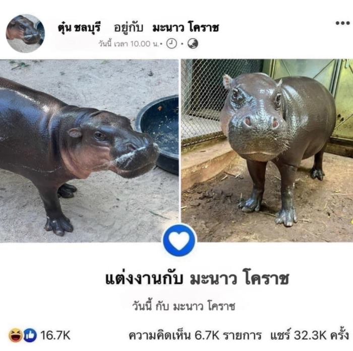 งานแต่งงาน หมูตุ๋น หมูมะนาว งานแต่งงาน หมูตุ๋น หมูมะนาว
