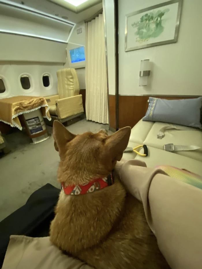 คุณหมูแดง หมาจรเซเว่น ล่าสุด องค์หริภาฯ พาขึ้นเครื่องเข้าวังเชียงใหม่ คุณหมูแดง หมาจรเซเว่น ล่าสุด องค์หริภาฯ พาขึ้นเครื่องเข้าวังเชียงใหม่