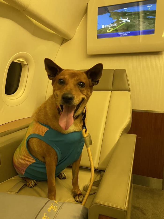 คุณหมูแดง หมาจรเซเว่น ล่าสุด องค์หริภาฯ พาขึ้นเครื่องเข้าวังเชียงใหม่ คุณหมูแดง หมาจรเซเว่น ล่าสุด องค์หริภาฯ พาขึ้นเครื่องเข้าวังเชียงใหม่