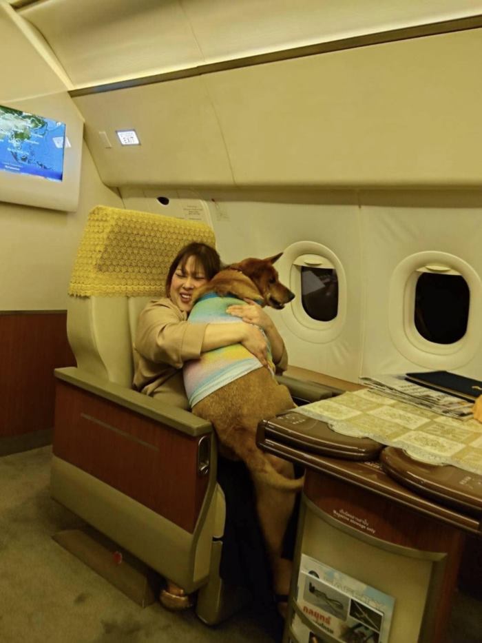 คุณหมูแดง หมาจรเซเว่น ล่าสุด องค์หริภาฯ พาขึ้นเครื่องเข้าวังเชียงใหม่ คุณหมูแดง หมาจรเซเว่น ล่าสุด องค์หริภาฯ พาขึ้นเครื่องเข้าวังเชียงใหม่