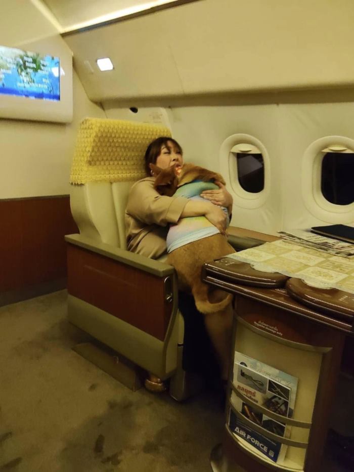 คุณหมูแดง หมาจรเซเว่น ล่าสุด องค์หริภาฯ พาขึ้นเครื่องเข้าวังเชียงใหม่ คุณหมูแดง หมาจรเซเว่น ล่าสุด องค์หริภาฯ พาขึ้นเครื่องเข้าวังเชียงใหม่