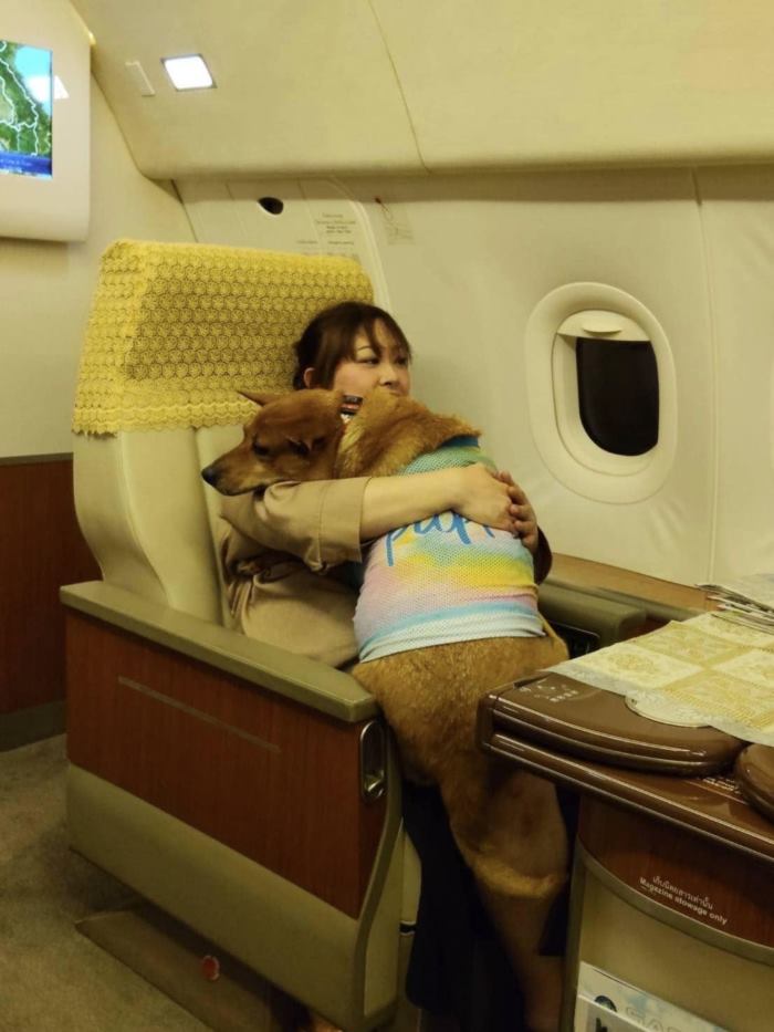 คุณหมูแดง หมาจรเซเว่น ล่าสุด องค์หริภาฯ พาขึ้นเครื่องเข้าวังเชียงใหม่ คุณหมูแดง หมาจรเซเว่น ล่าสุด องค์หริภาฯ พาขึ้นเครื่องเข้าวังเชียงใหม่