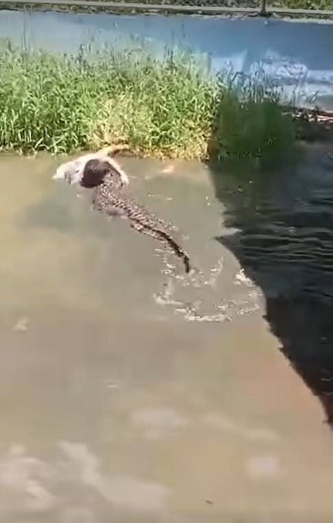 ชายโดดลงกรงจระเข้ นั่งชิลนึกว่าของปลอม ชายโดดลงกรงจระเข้ นั่งชิลนึกว่าของปลอม