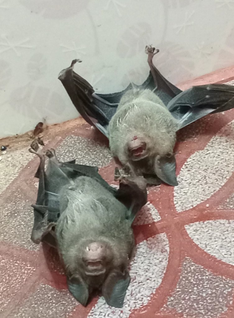 ค้างคาว ค้างคาว