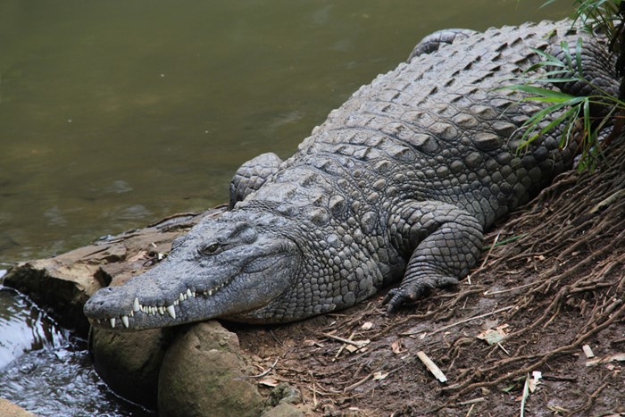 จระเข้ จระเข้
