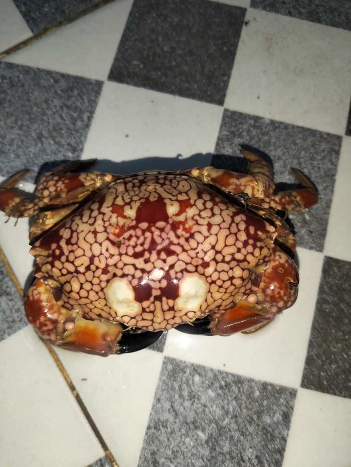 ปูจุดขาวสีสวย คือปูพิษร้ายแรง ปูจุดขาวสีสวย คือปูพิษร้ายแรง