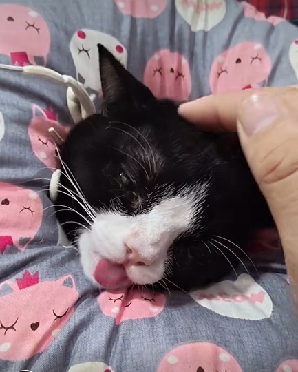 สมโชคตัวตึง แมวถูกกัดไปหาหมอ สมโชคตัวตึง แมวถูกกัดไปหาหมอ