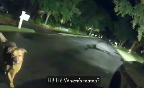 ฮีโร่ 4 ขา พาตำรวจไปช่วยคุณยาย ฮีโร่ 4 ขา พาตำรวจไปช่วยคุณยาย