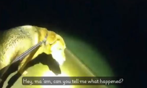 ฮีโร่ 4 ขา พาตำรวจไปช่วยคุณยาย ฮีโร่ 4 ขา พาตำรวจไปช่วยคุณยาย