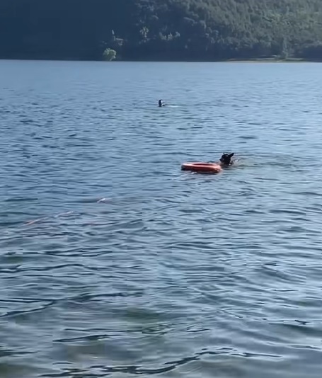 สุนัขตำรวจ สุนัขตำรวจ